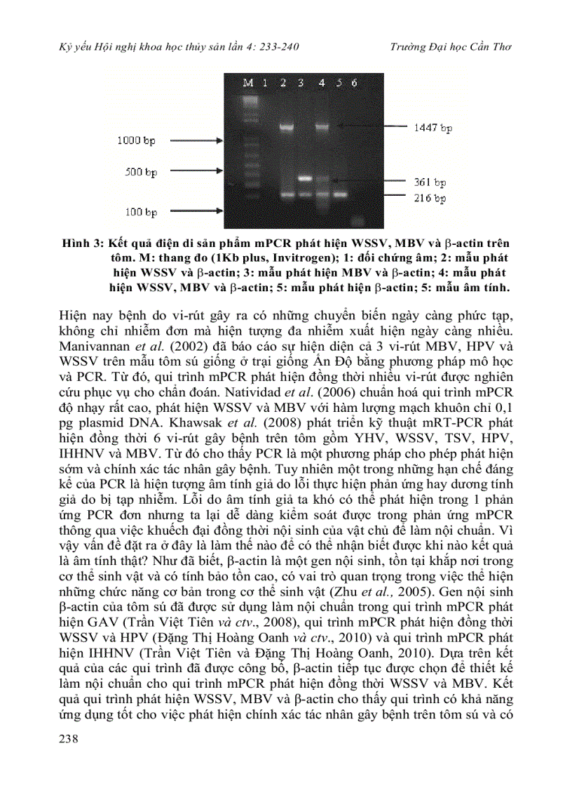 image for page Hoàn thiện qui trình pcr đa mồi phát hiện đồng thời vi rút gây bệnh đốm trắng White Spot Syndrome Virus và vi rút gây bệnh còi Monodon Baculovirus ở tôm sú Penaeus monodon có sử dụng gen β actin làm nộ