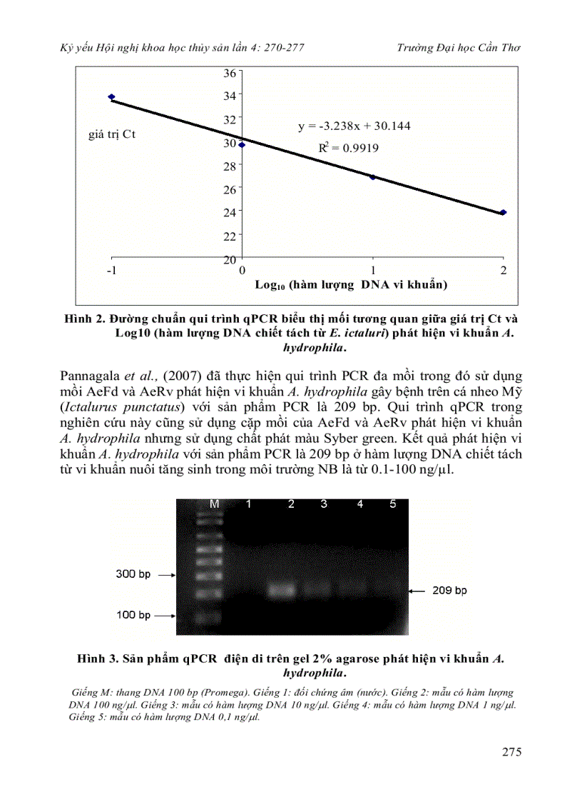 Ứng dụng qui trình pcr thời gian thật phát hiện vi khuẩn Aeromonas hydrophila nhiễm trên cá tra Pangasianodon hypophthalmus