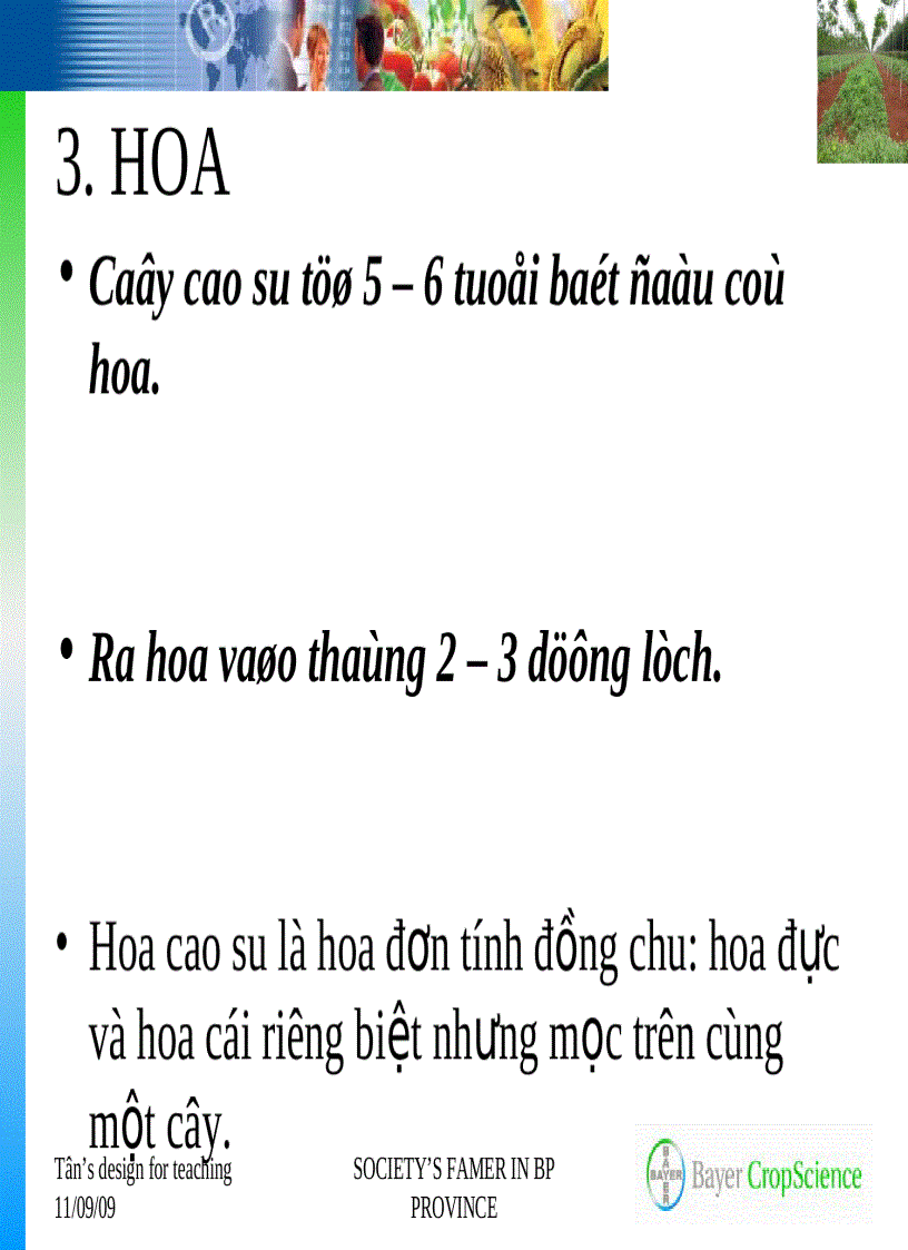 image for page Giới thiệu chung về cây cao su