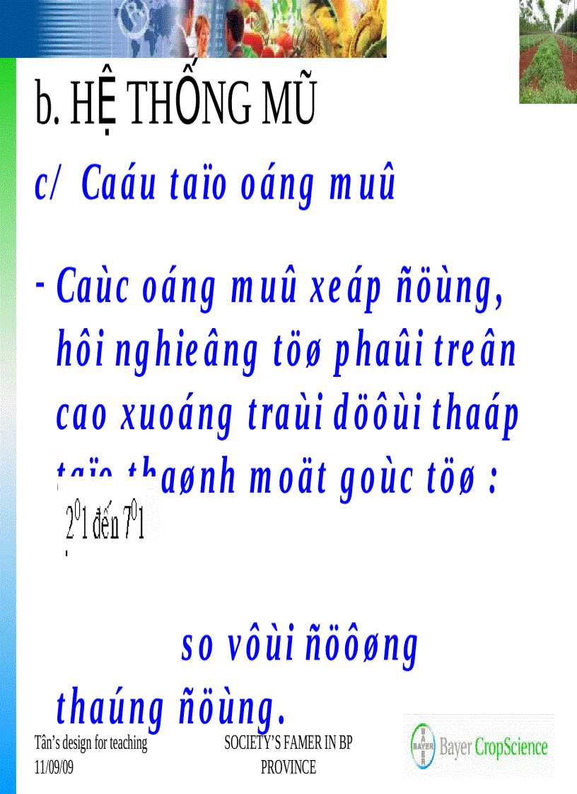 image for page Giới thiệu chung về cây cao su