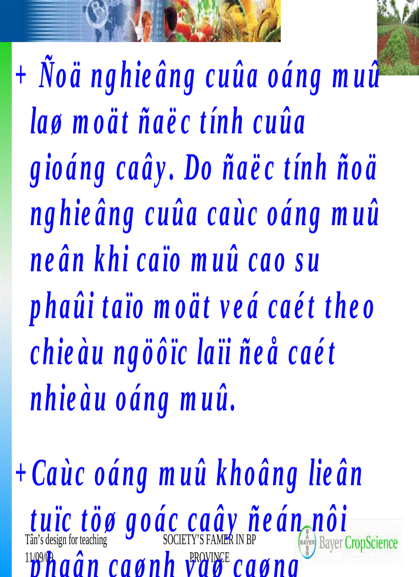 image for page Giới thiệu chung về cây cao su