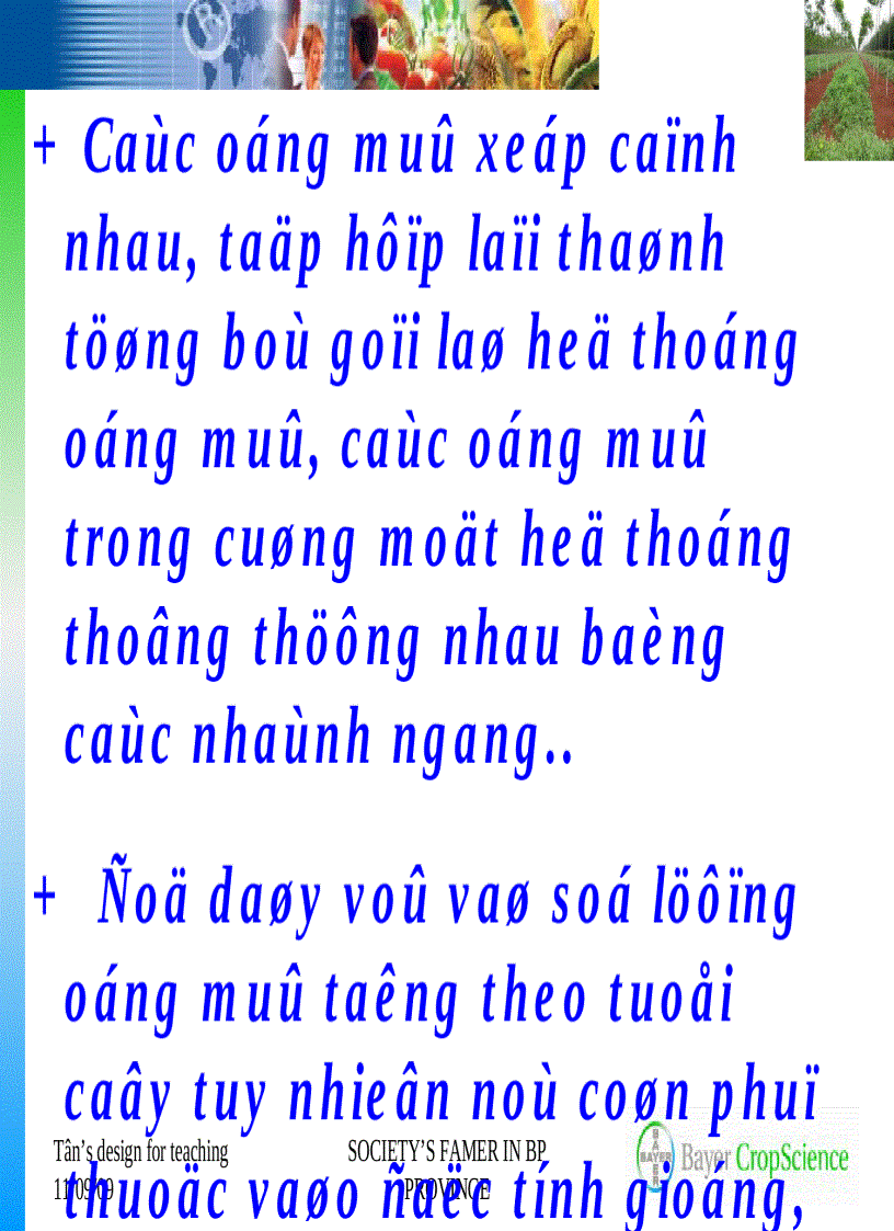 image for page Giới thiệu chung về cây cao su