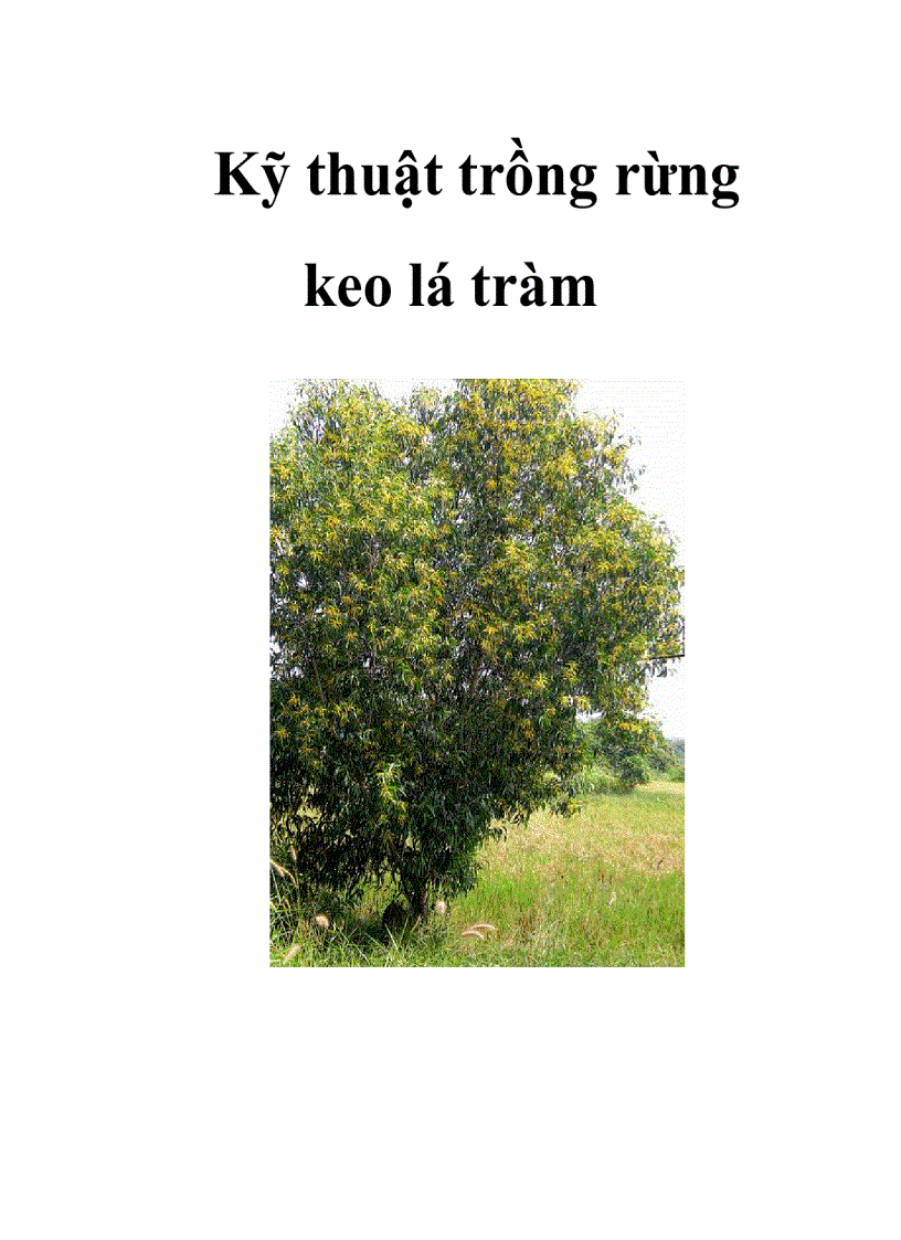 image for page Kỹ thuật trồng rừng keo lá tràm