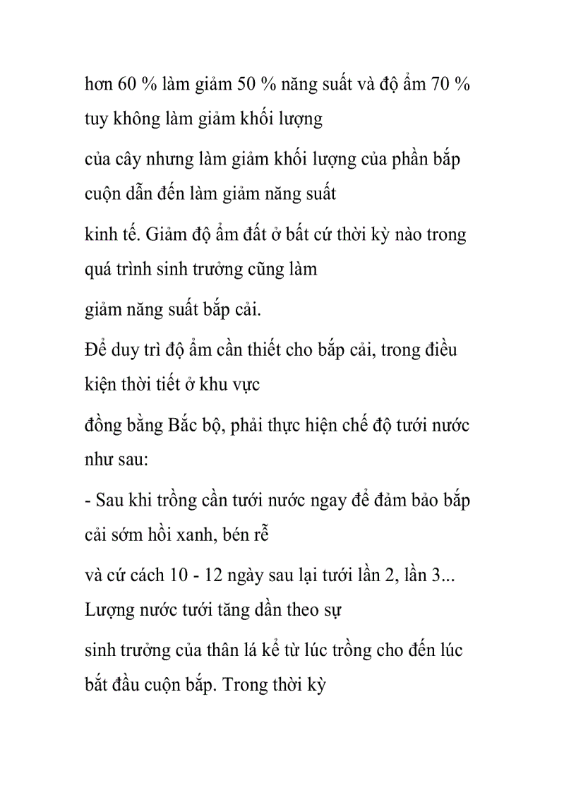 Chế độ tưới cho các loại rau Bắp cải