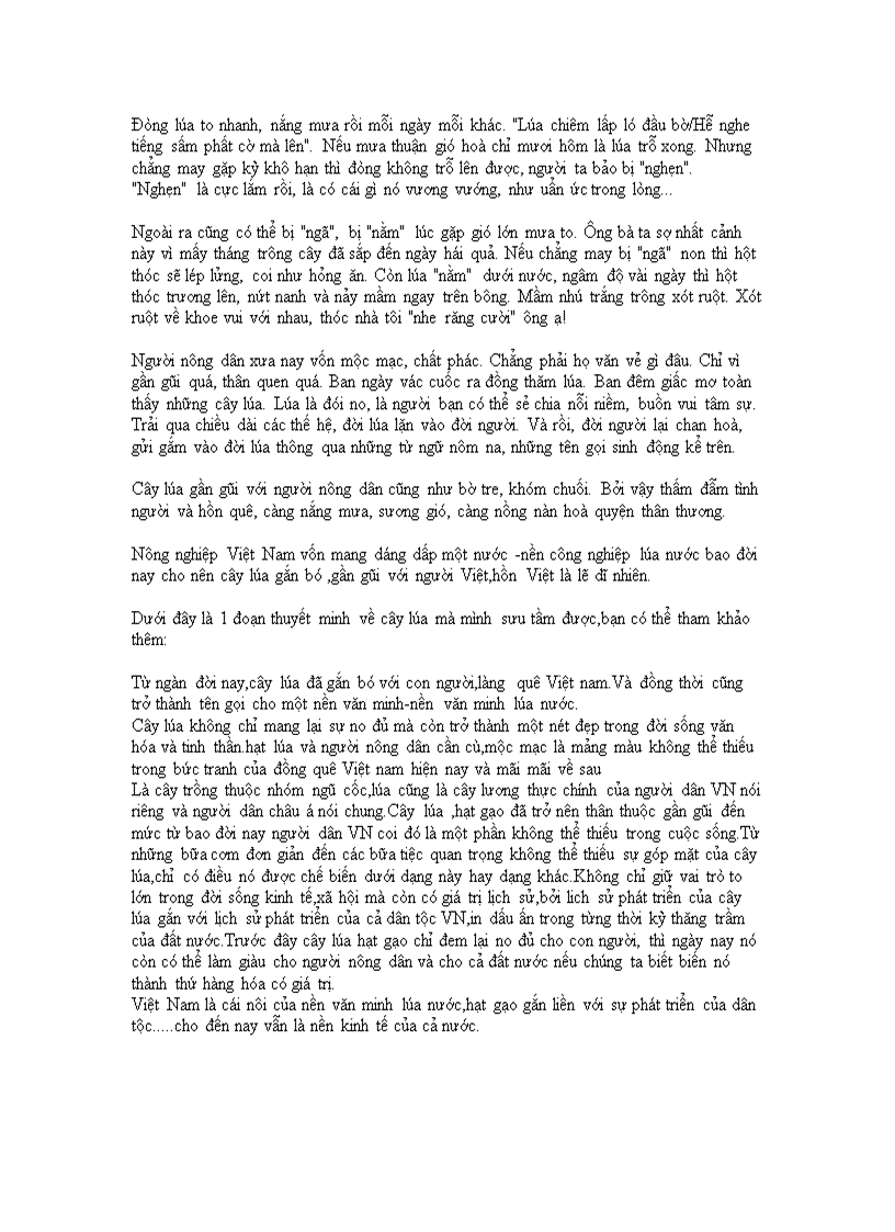 image for page Giá trị của cây lúa trong đời sống người vn