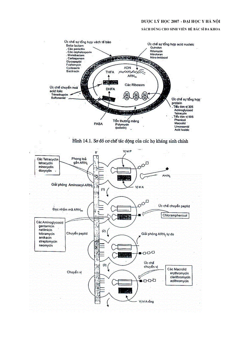 image for page Thuốc kháng sinh kháng khuẩn