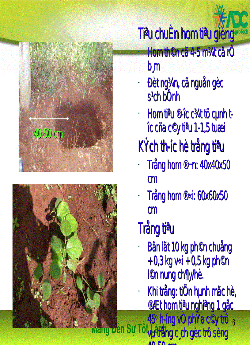 image for page Kỹ thuật trồng và chăm sóc tiêu