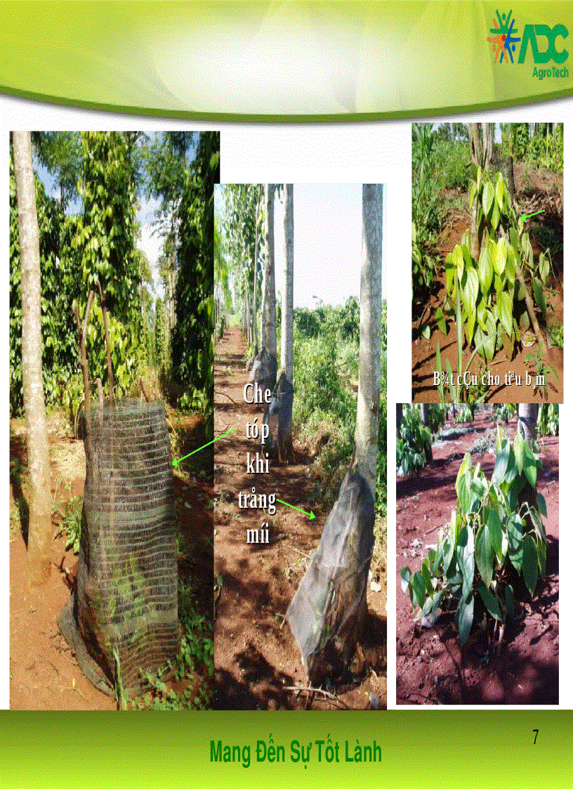 image for page Kỹ thuật trồng và chăm sóc tiêu