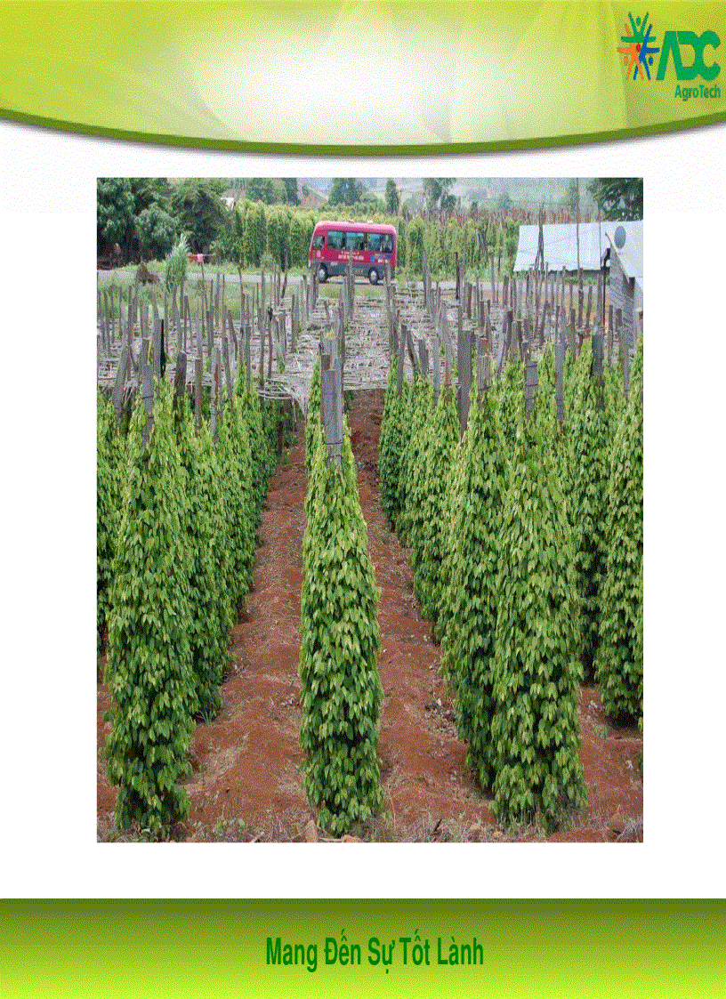 image for page Kỹ thuật trồng và chăm sóc tiêu