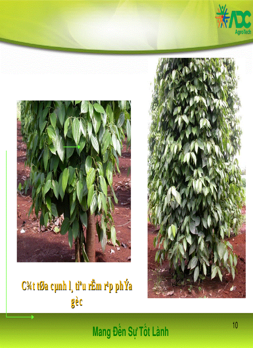 image for page Kỹ thuật trồng và chăm sóc tiêu