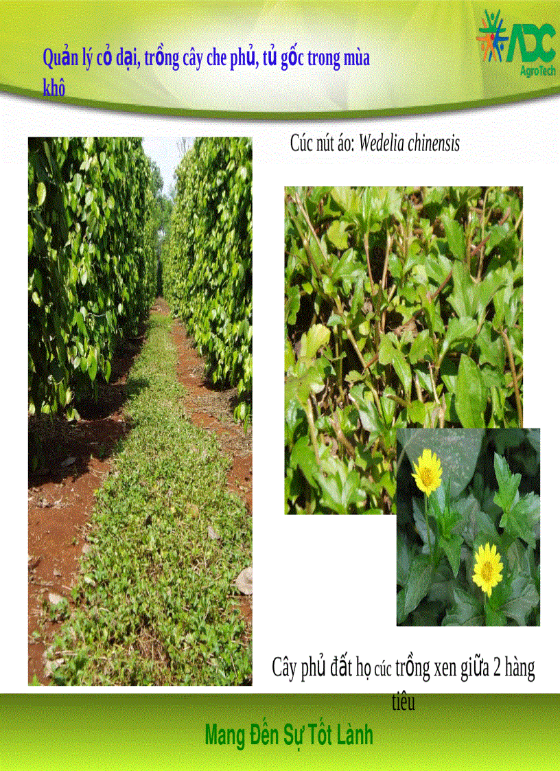 image for page Kỹ thuật trồng và chăm sóc tiêu