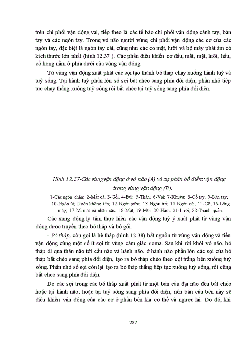 image for page Bài giảng sinh lý hệ thần kinh trung ương