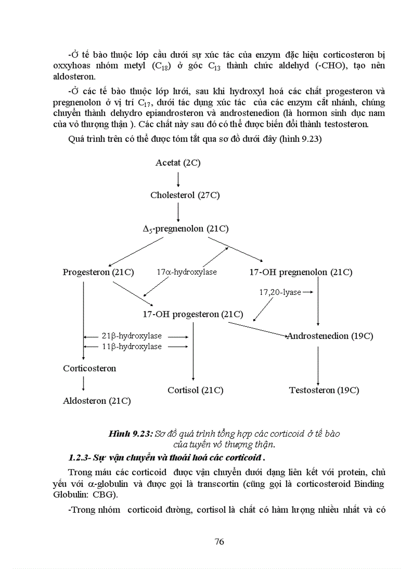 image for page Bài giảng Chức năng tuyến thượng thận