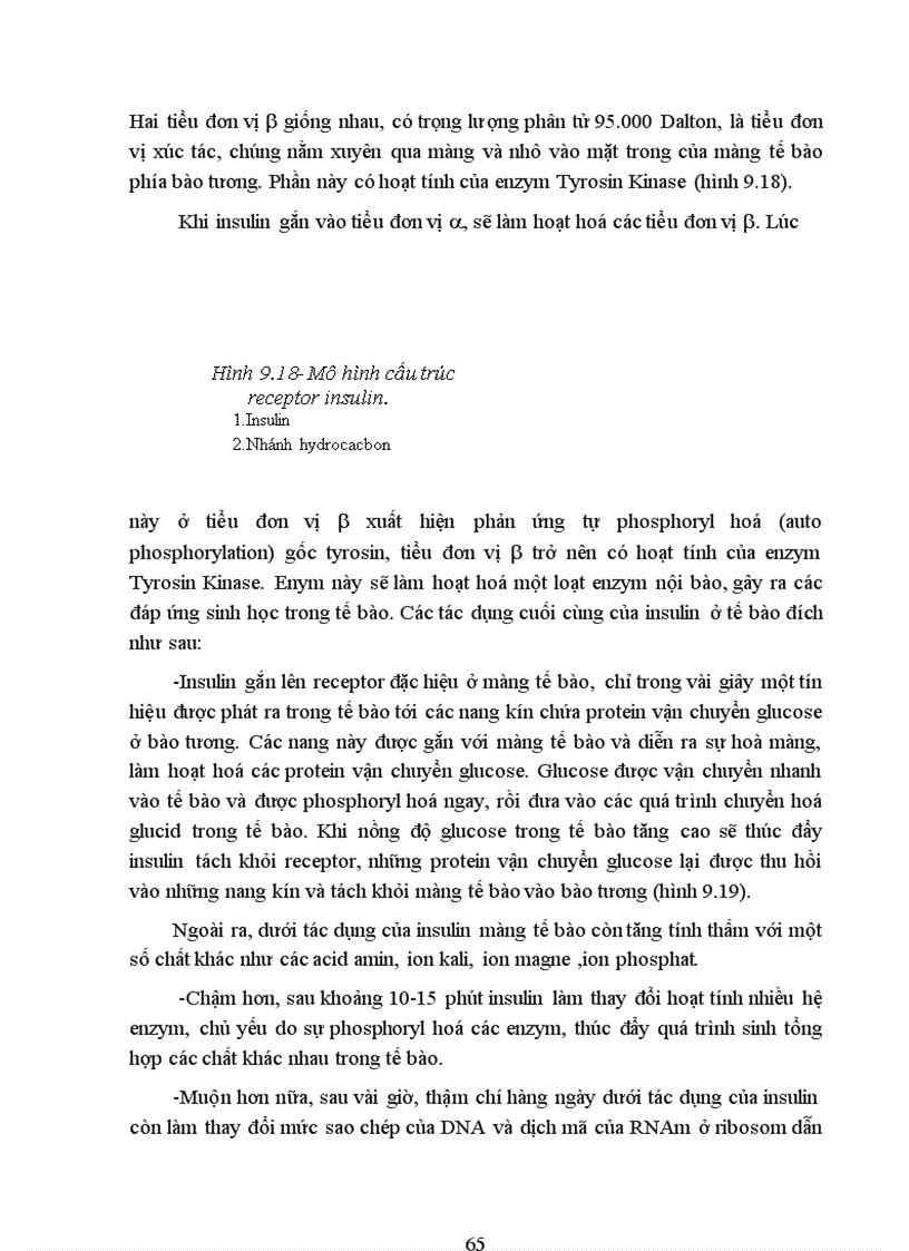 image for page Bài giảng Chức năng tuyến tuỵ nội tiết