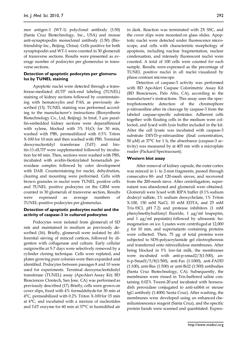 image for page Báo cáo y học 1 25 dihydroxyvitamin D3 decreases adriamycin induced podocyte apoptosis and loss