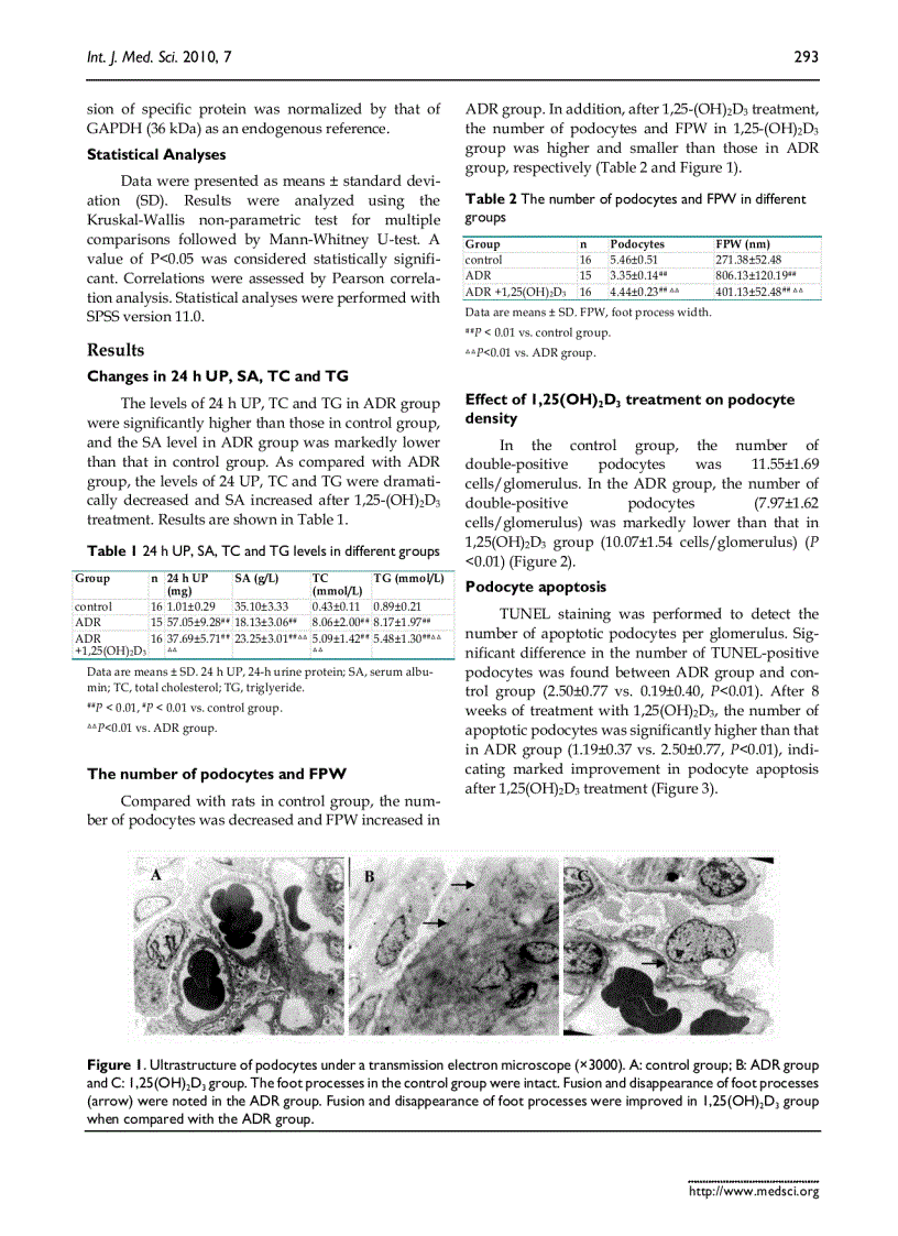 image for page Báo cáo y học 1 25 dihydroxyvitamin D3 decreases adriamycin induced podocyte apoptosis and loss