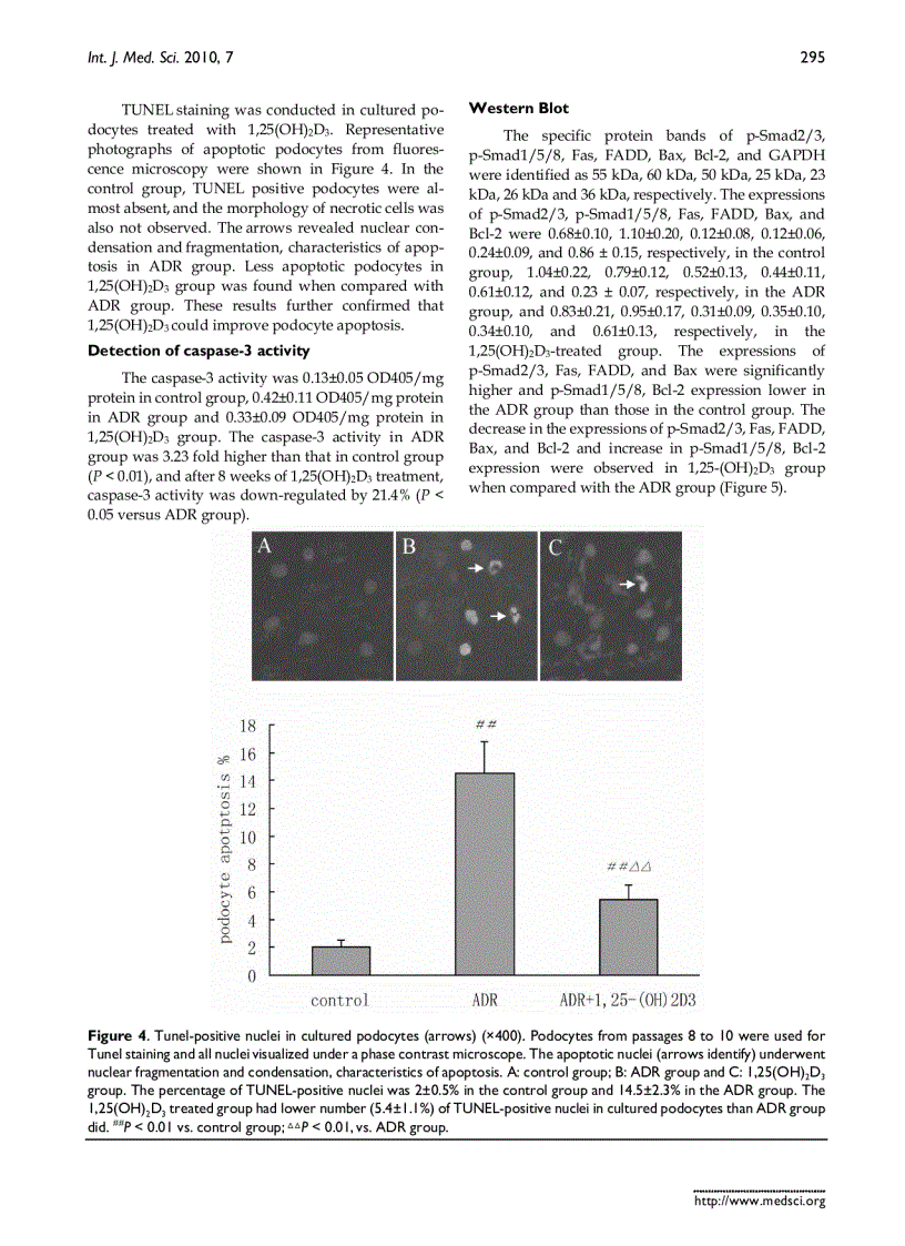 image for page Báo cáo y học 1 25 dihydroxyvitamin D3 decreases adriamycin induced podocyte apoptosis and loss