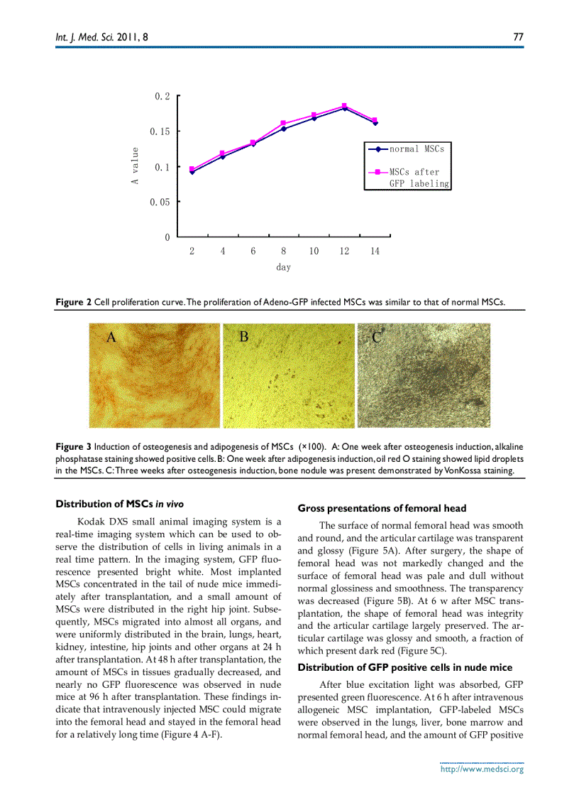 image for page Báo cáo y học ntravenous transplantation of allogeneic bone marrow mesenchymal stem cells and its directional migration to the necrotic femoral head