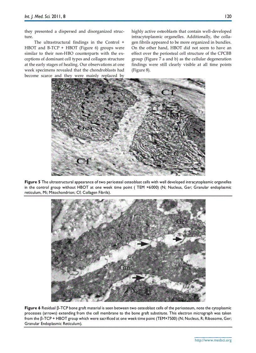 image for page Báo cáo y học The Influence of Hyperbaric Oxygen Treatment on the Healing of Experimental Defects Filled with Different Bone Graft Substitutes