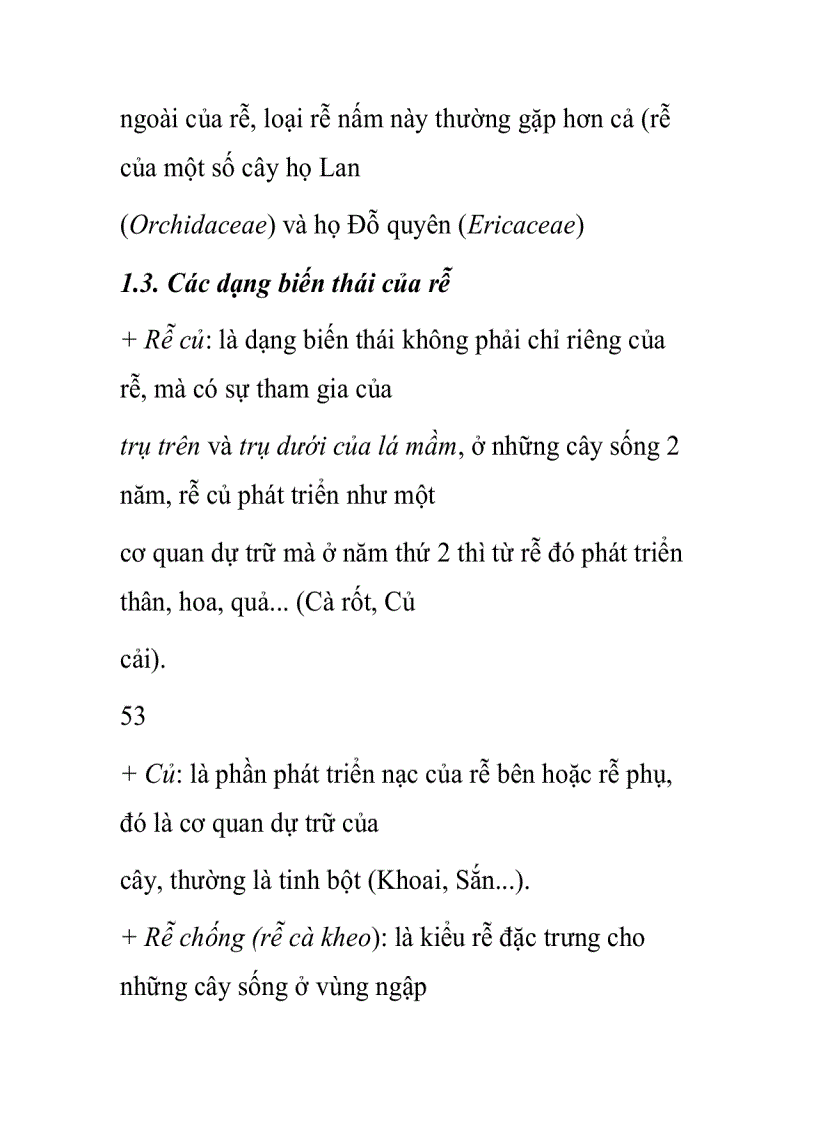 image for page Cấu tạo rễ cây