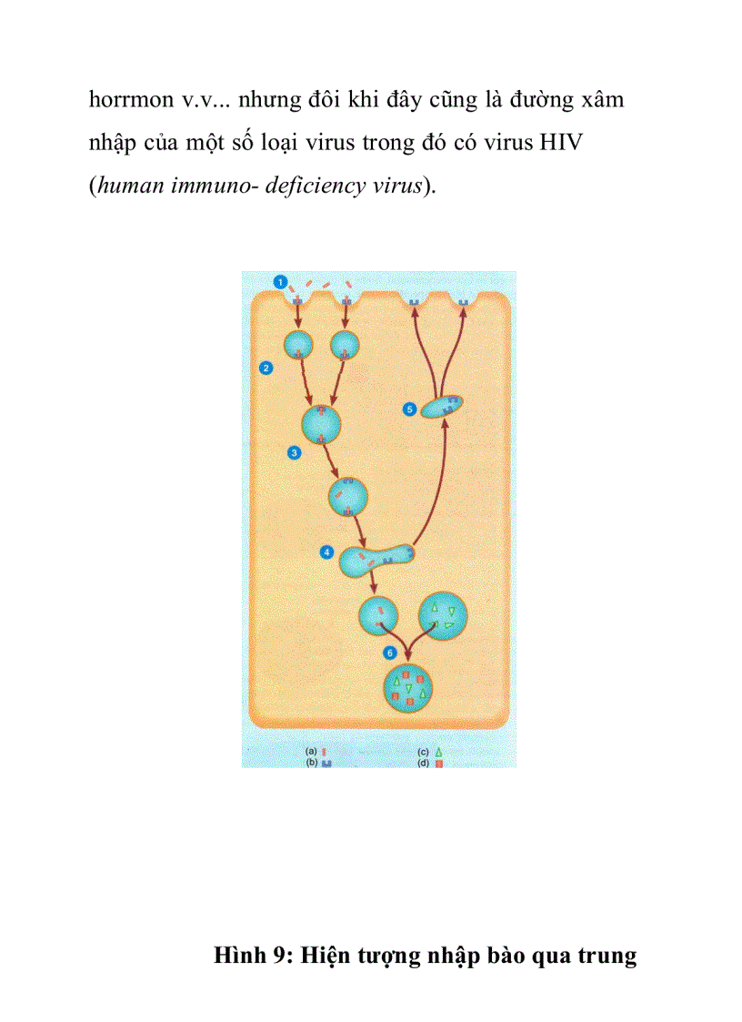 image for page Hiện tượng nhập bào