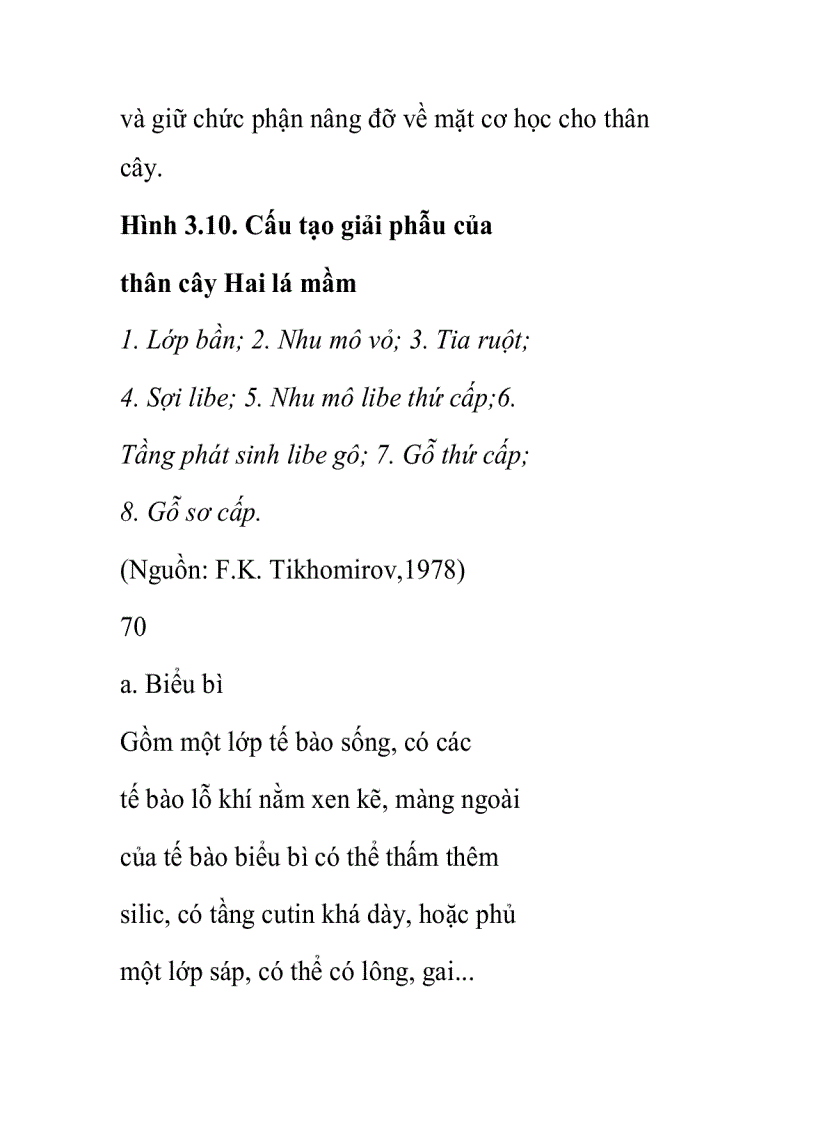 image for page Cấu tạo thứ cấp của thân cây Hai lá mầm