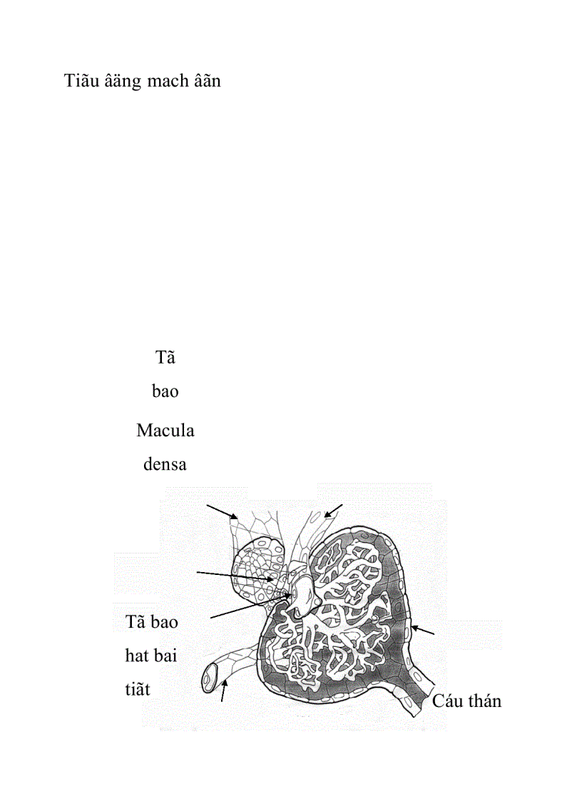 image for page Đặc điểm cấu trúc chức năng của thận