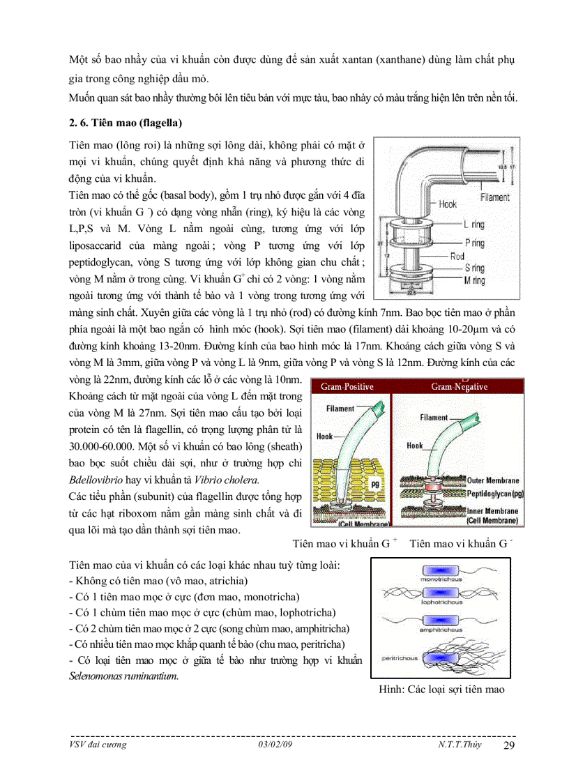 image for page Bài giảng môn học vi sinh vật đại cương