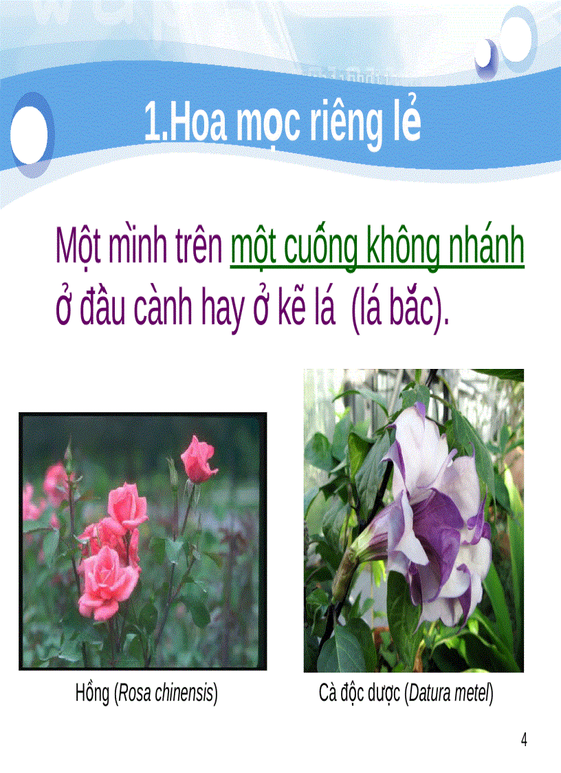 Tiểu luận số 2 Cách sắp xếp hoa trên cành