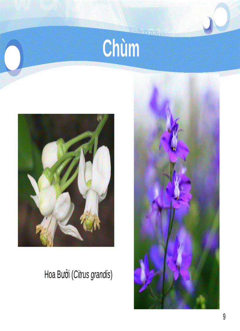 image for page Tiểu luận số 2 Cách sắp xếp hoa trên cành