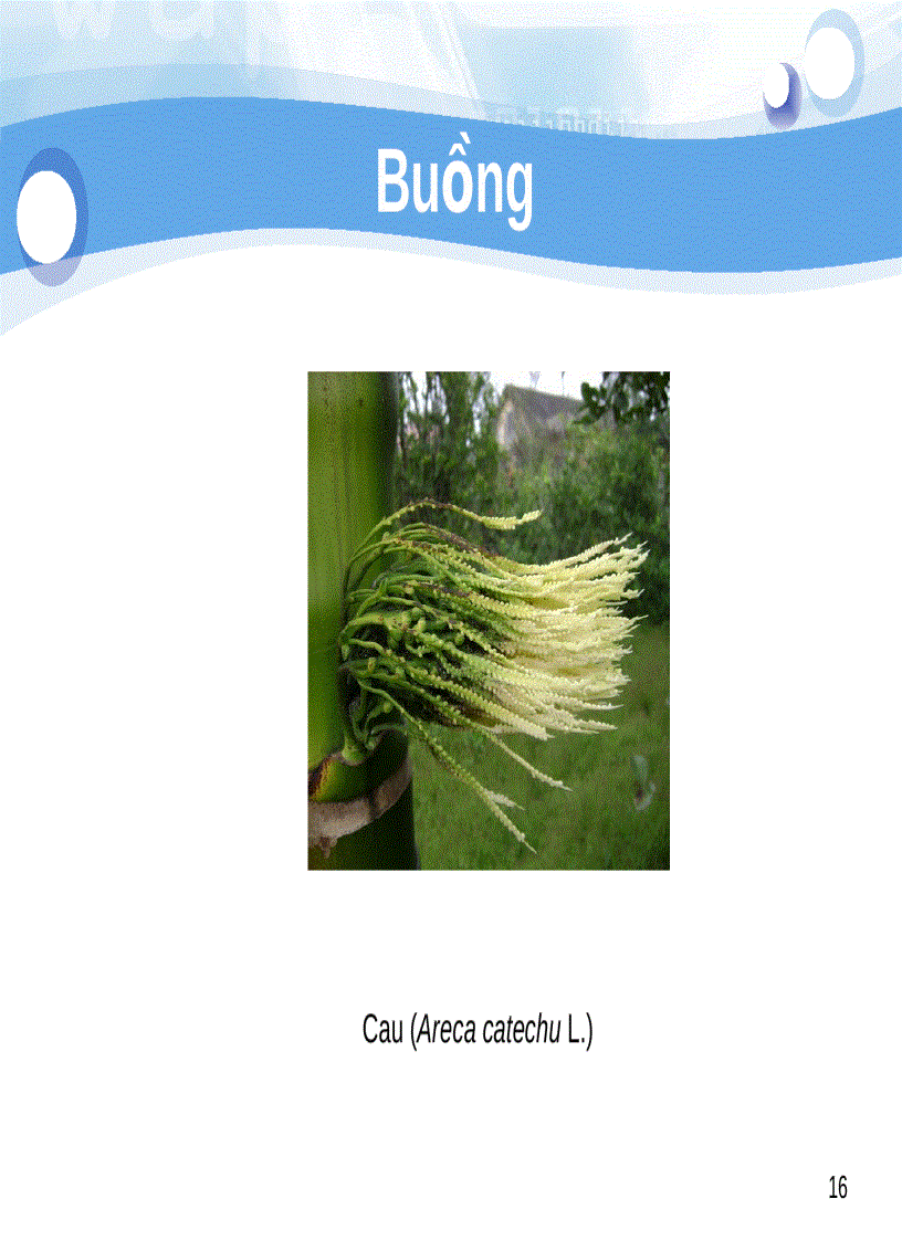 image for page Tiểu luận số 2 Cách sắp xếp hoa trên cành