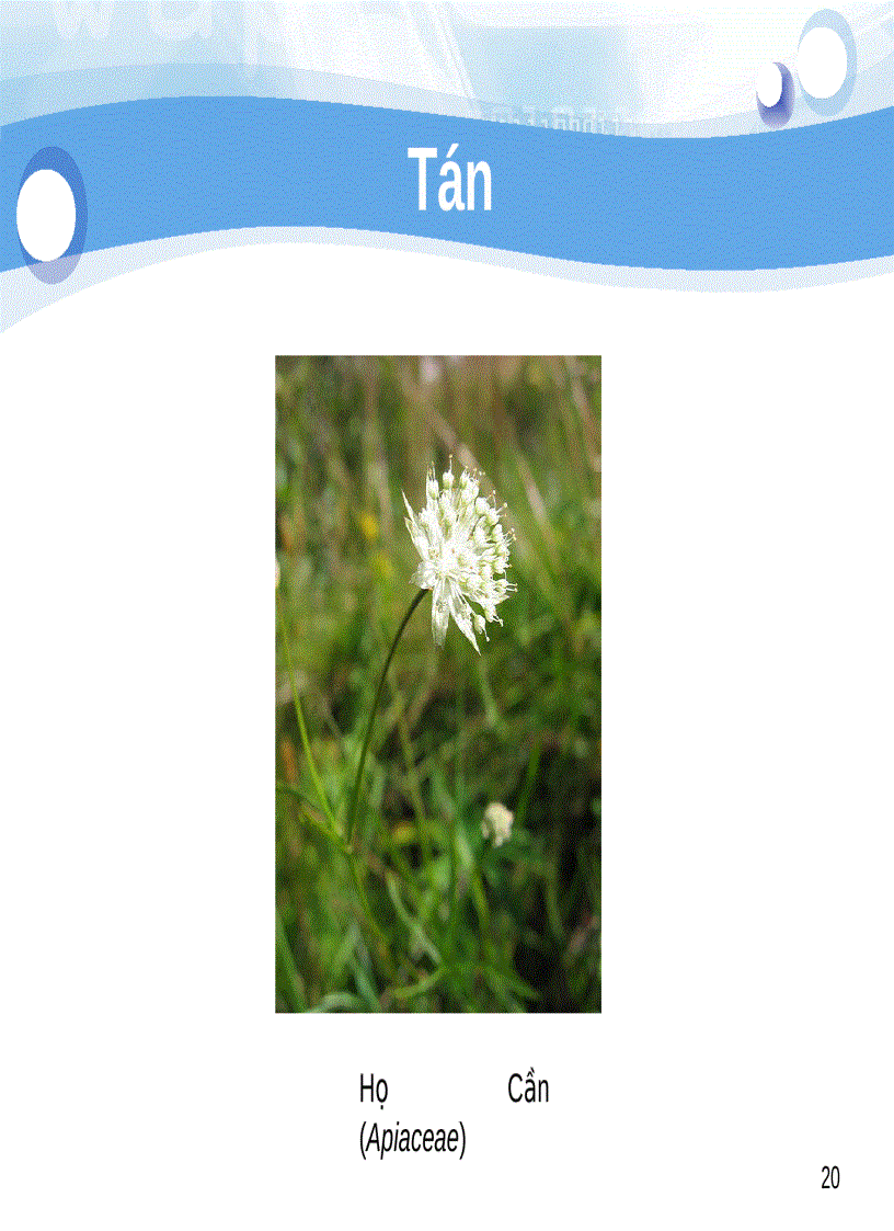 image for page Tiểu luận số 2 Cách sắp xếp hoa trên cành