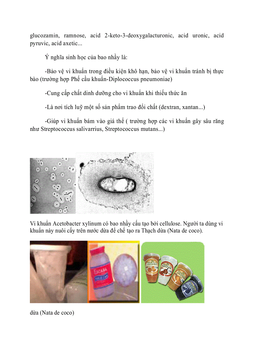 image for page Cấu trúc tế bào vi khuẩn