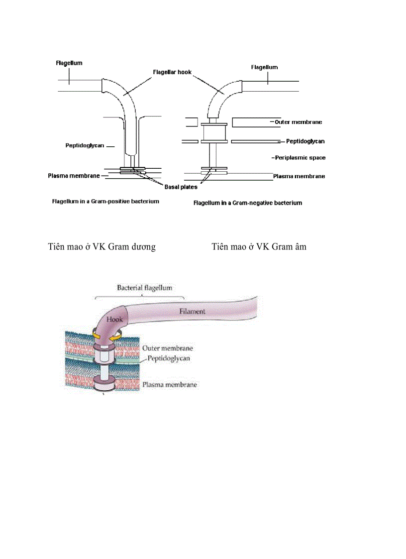 image for page Cấu trúc tế bào vi khuẩn