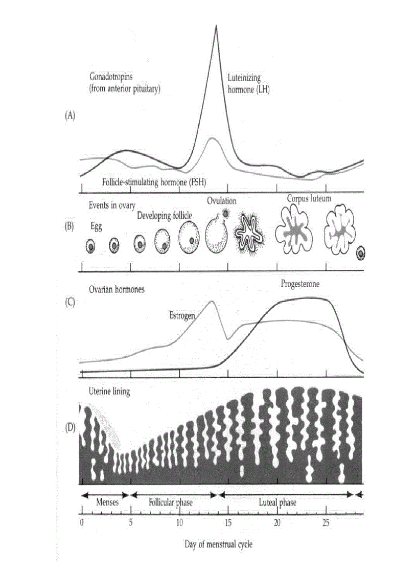 image for page Công nghệ hỗ trợ sinh sản