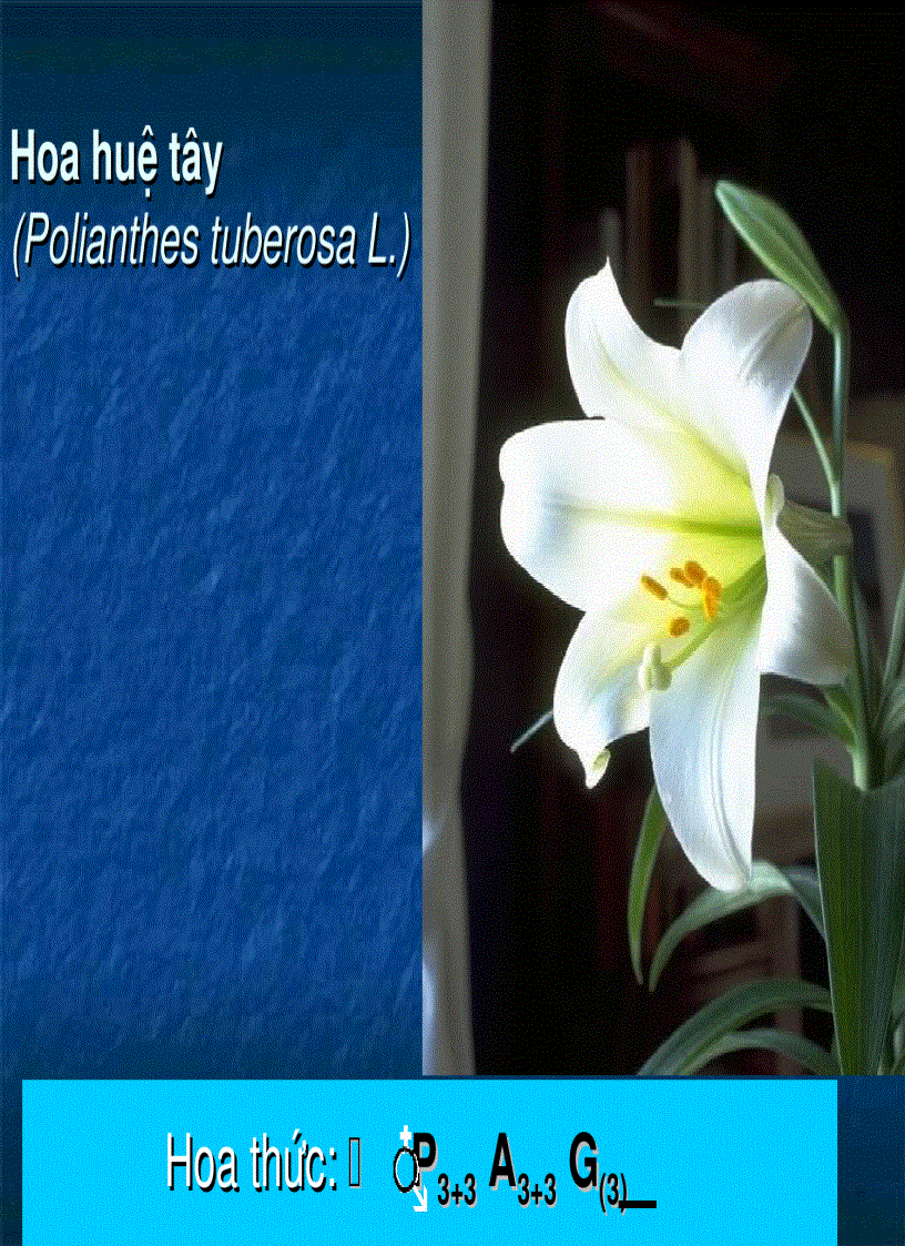 image for page Hoa thức Hoa đồ