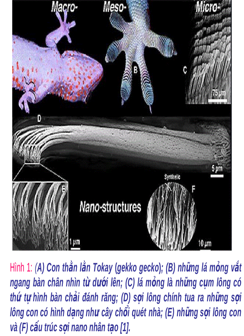 image for page Bàn chân thạch sùng Vật liệu Nano