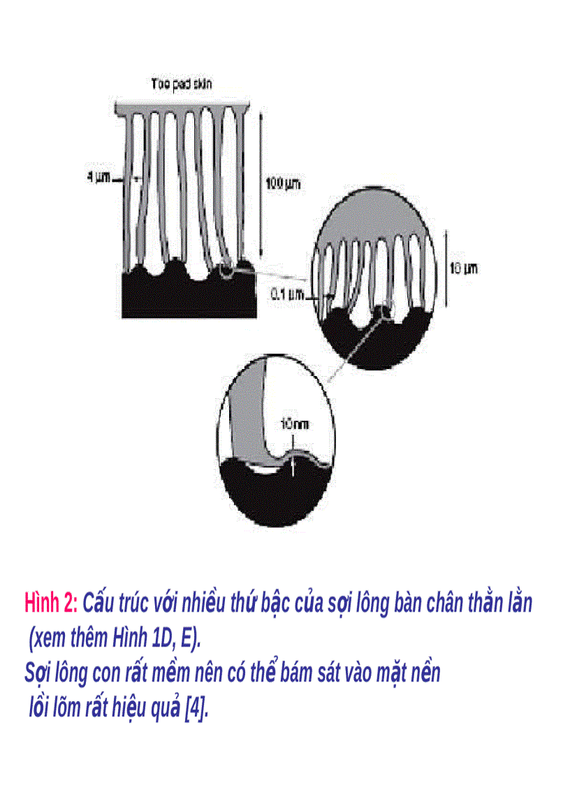 image for page Bàn chân thạch sùng Vật liệu Nano