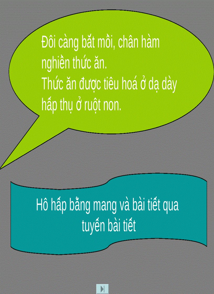 image for page Ngành Chân khớp