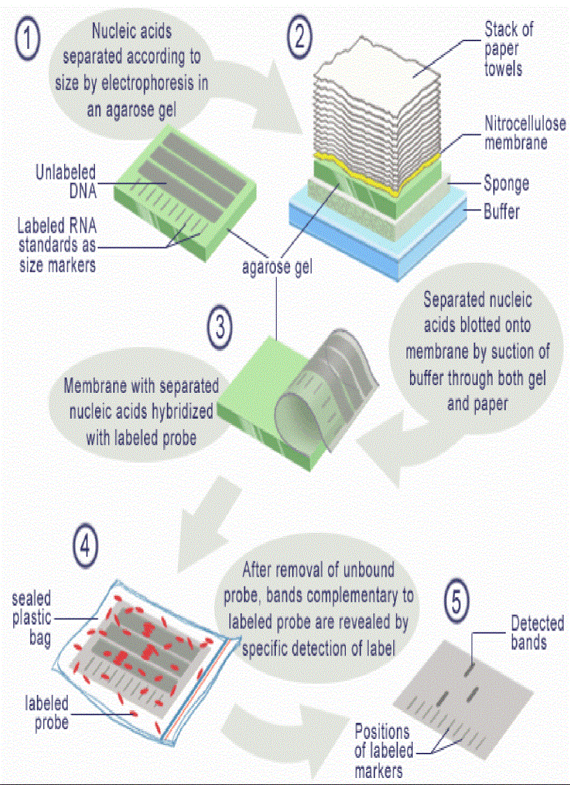 image for page Sinh học phân tử Southern blot