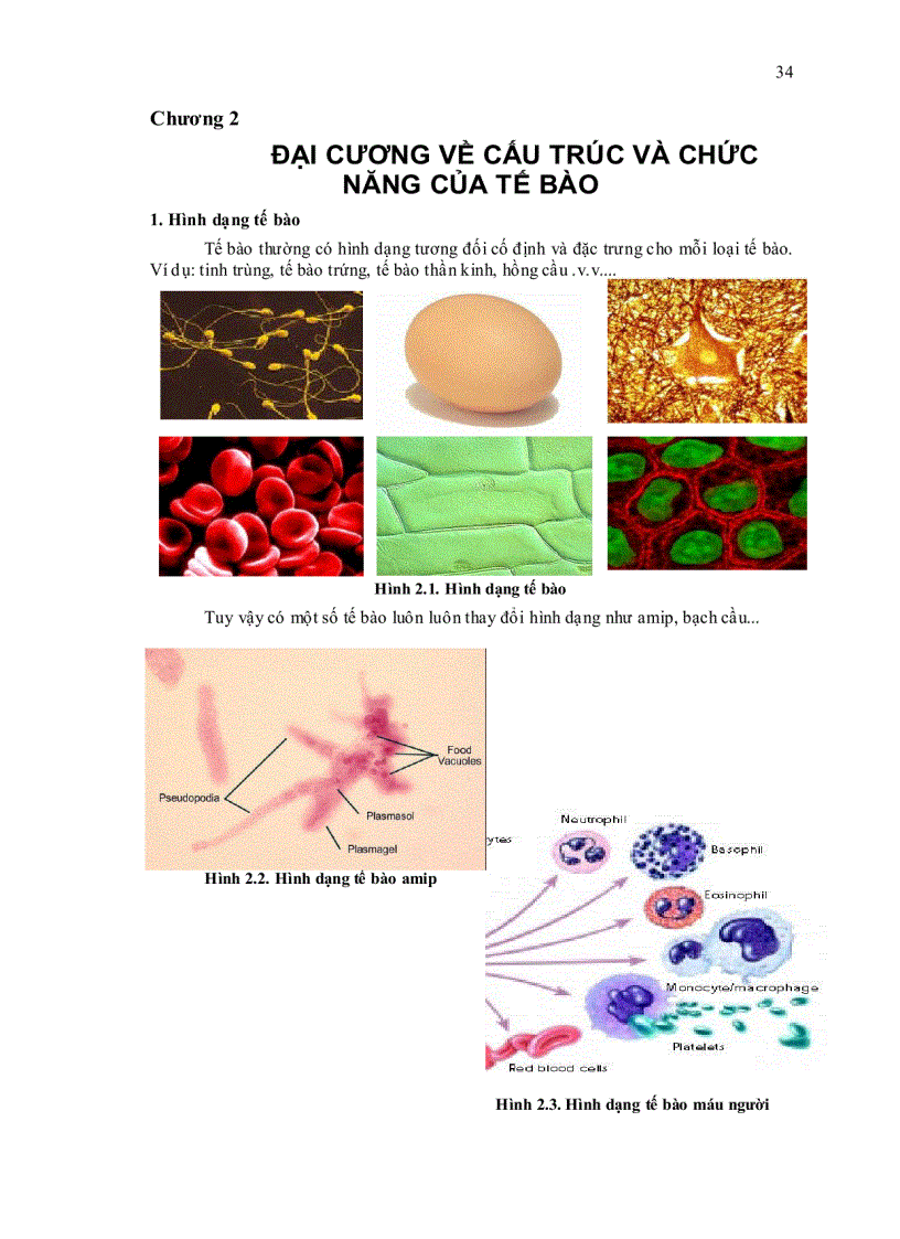 image for page Sinh học đại cương