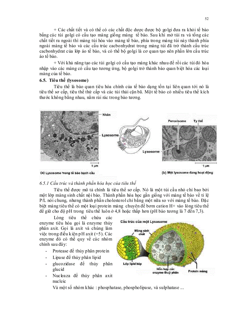 image for page Sinh học đại cương