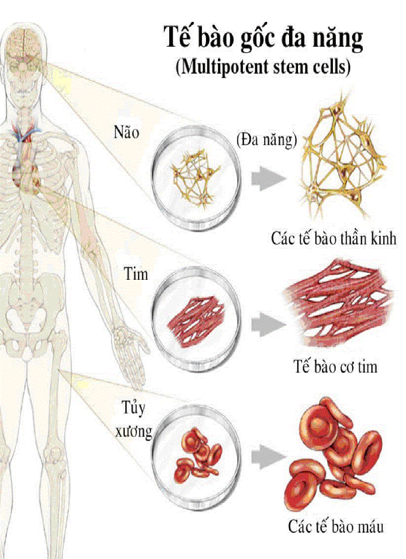 image for page Tế bào gốc 1