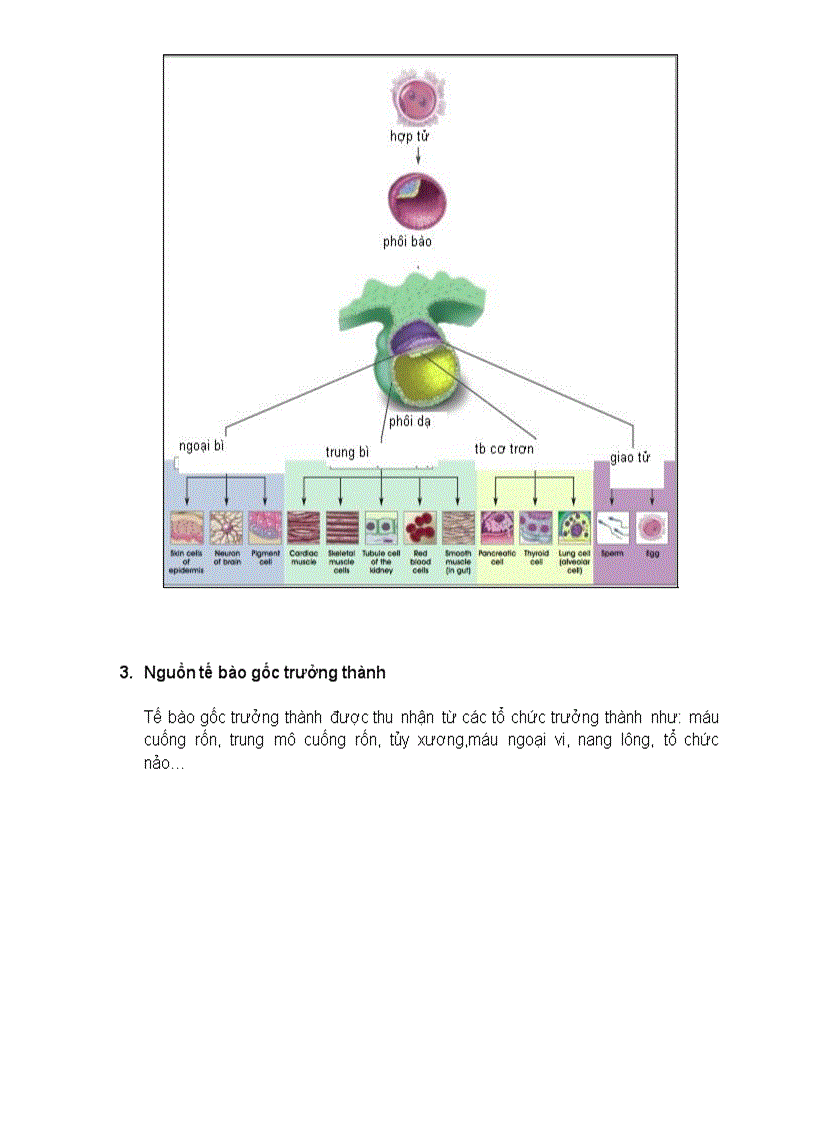 image for page Tế bào gốc trưởng thành