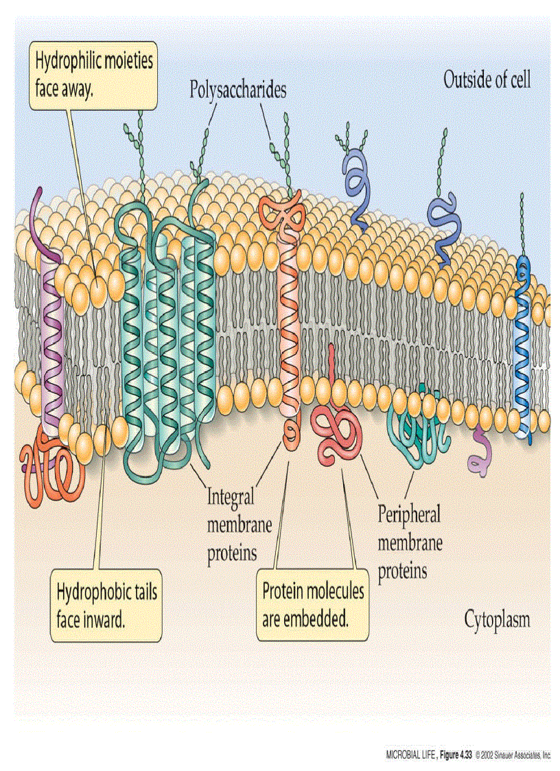 image for page NĂNG LƯỢNG SINH HỌC Lipid Metabolism TRAO ĐỔI LIPID