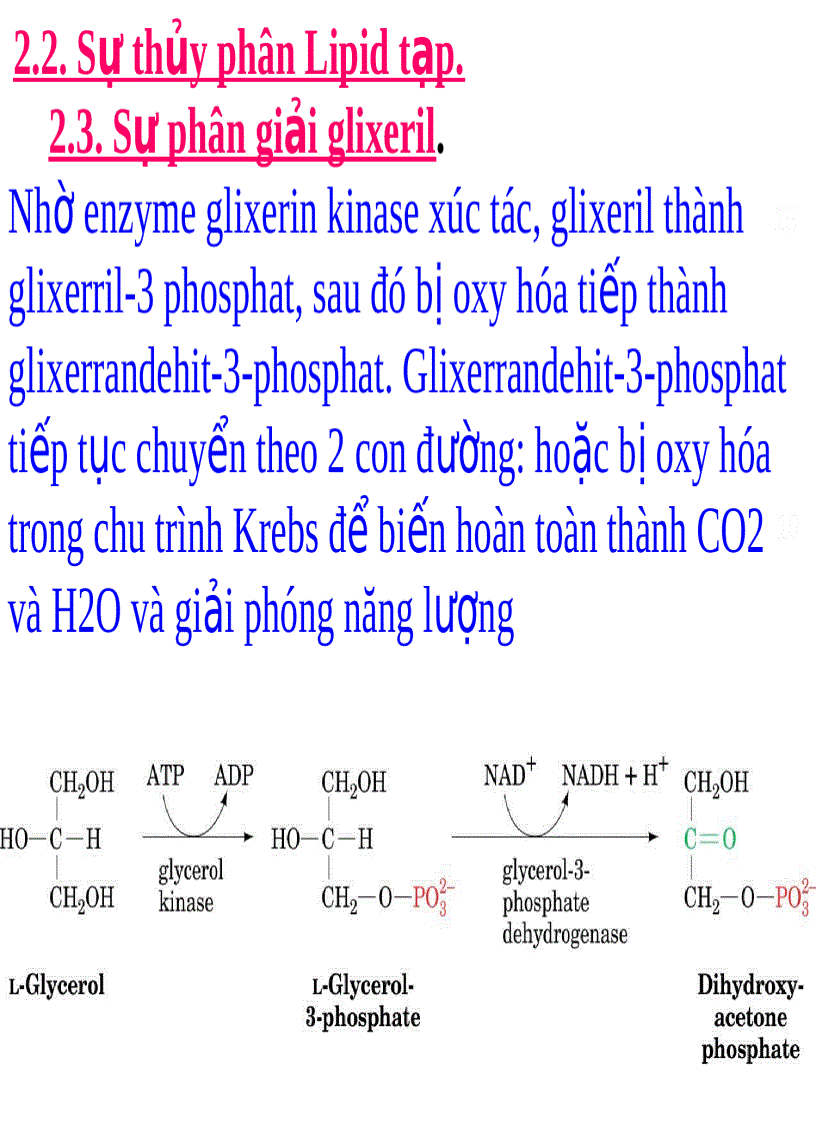 image for page NĂNG LƯỢNG SINH HỌC Lipid Metabolism TRAO ĐỔI LIPID