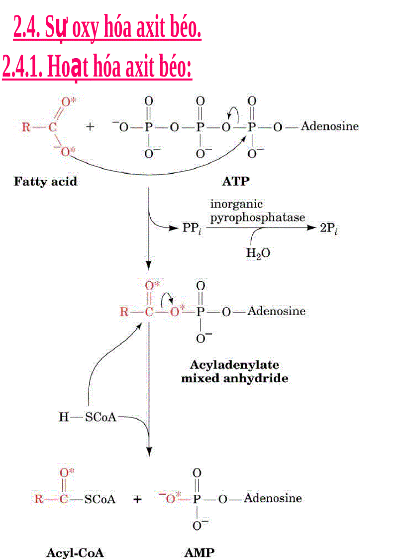 image for page NĂNG LƯỢNG SINH HỌC Lipid Metabolism TRAO ĐỔI LIPID