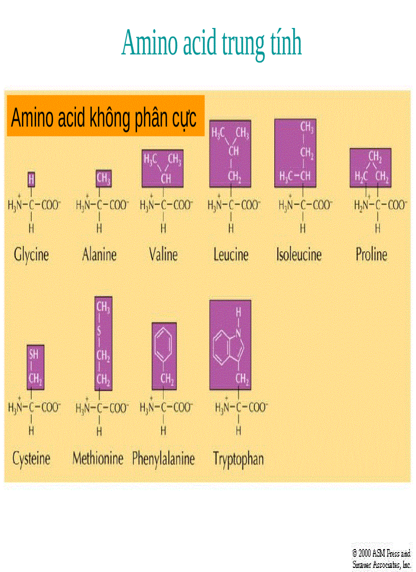 Aminoacid peptid protein