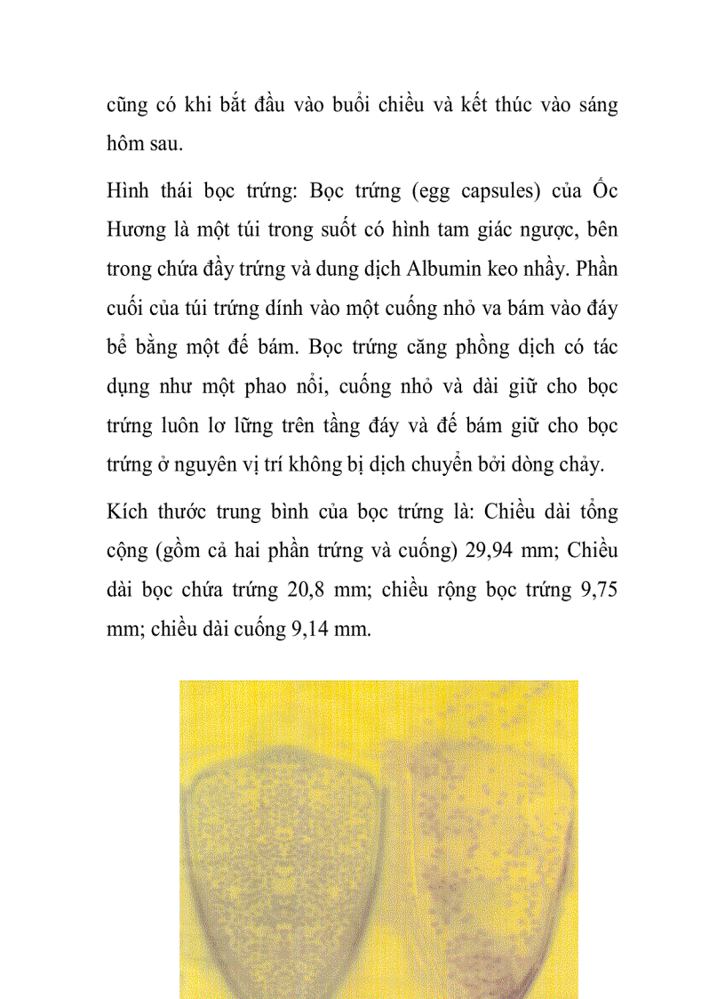 image for page Đặc điểm sinh trưởng của Ốc Hương