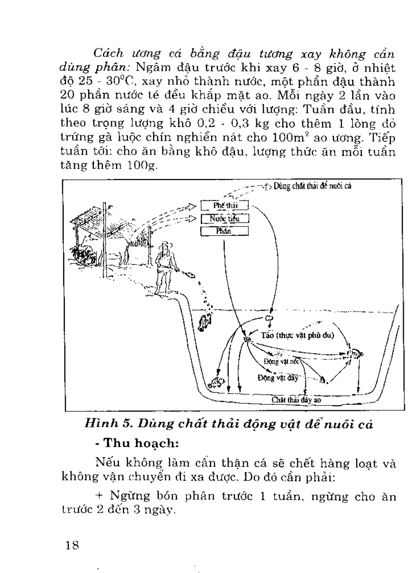 Ương từ cá hương lên cá giống cấp 1